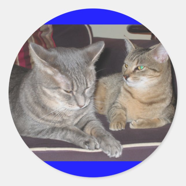 Etiqueta de gato (Frente)