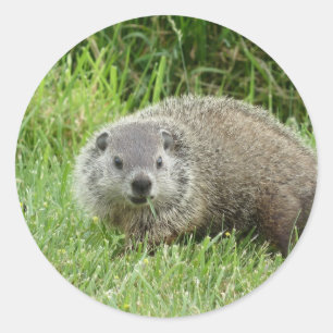 Etiqueta de Groundhog