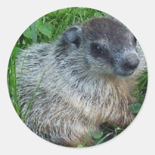 Etiqueta de Groundhog do bebê