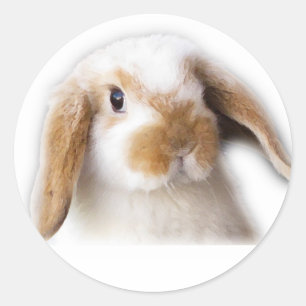 Etiqueta de Holland Lop