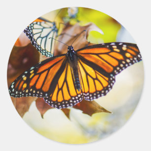 Etiqueta de incandescência do monarca