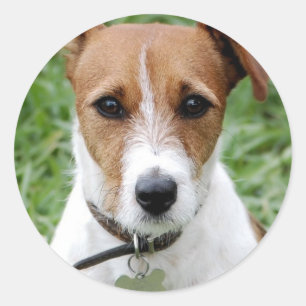 Etiqueta de Jack Russell Terrier