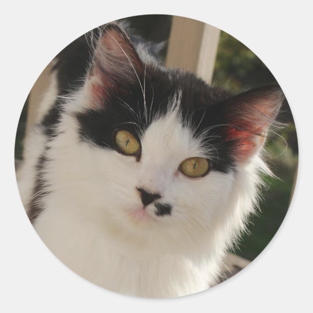 Etiqueta de Kitten (Frente)