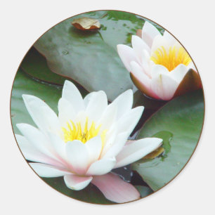 Etiqueta de Lilly da água