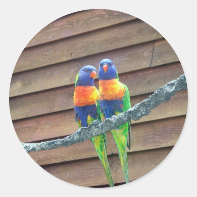 Etiqueta de Lorikeets do arco-íris (Frente)