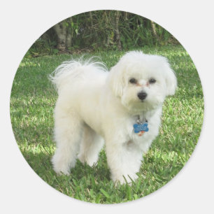 Etiqueta de Maltipoo