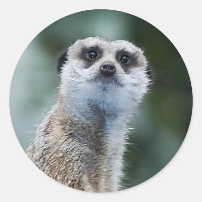 Etiqueta de Meerkat (Frente)