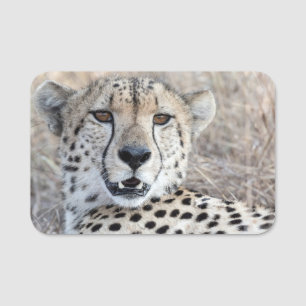Etiqueta De Nome Cheetah Portrait
