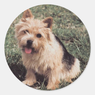 Etiqueta de Norwich Terrier