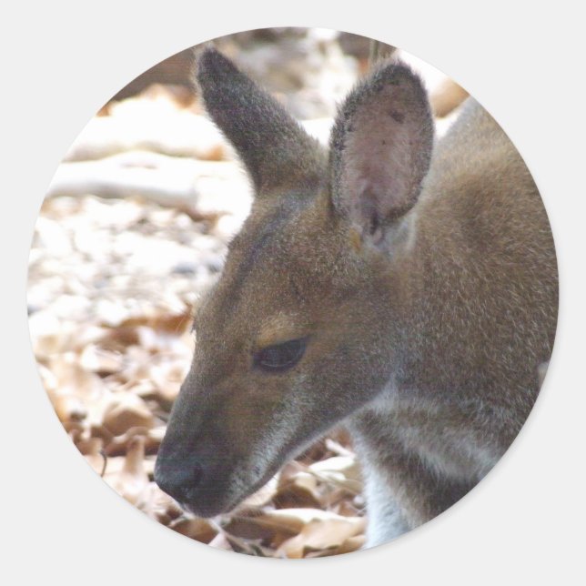 Etiqueta de pescoço encarnado do Wallaby (Frente)