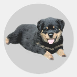 Etiqueta de Rottweiler