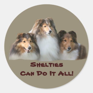 Etiqueta de Sheltie