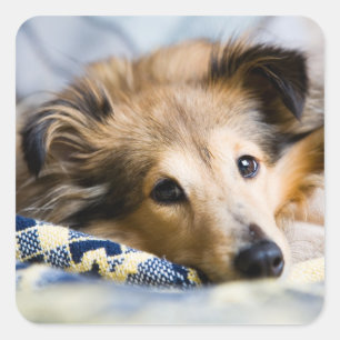 Etiqueta de Sheltie