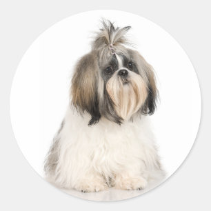 Etiqueta de Shih Tzu