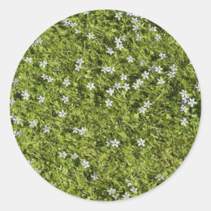 Etiqueta de Speedwell