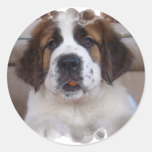 Etiqueta de St Bernard