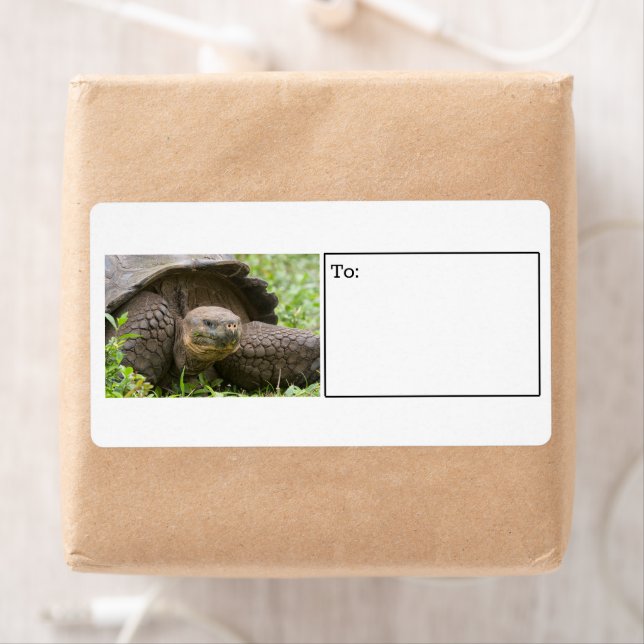 Etiqueta de tartaruga gigante (Insitu)