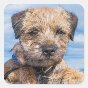Etiqueta de Terrier de beira