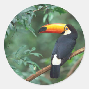 Etiqueta de Toucan