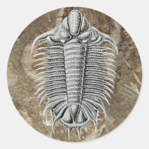 Etiqueta de Trilobite
