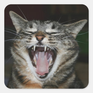 Etiqueta de Yawner