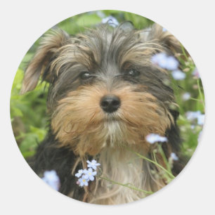 Etiqueta de York Terrier
