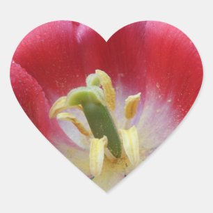 Etiqueta descomedido do coração da flor da tulip