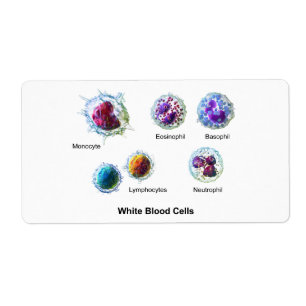 Etiqueta Diagrama das células brancas do sangue Leucócitos