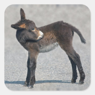 Etiqueta do Burro