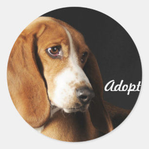 Etiqueta do cão de Basset