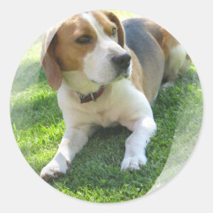 Etiqueta do cão de cão do lebreiro
