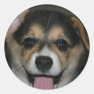 Etiqueta do cão do Corgi