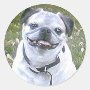 Etiqueta do cão do Pug
