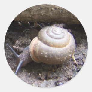 etiqueta do caracol