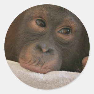 Etiqueta do chimpanzé do bebê