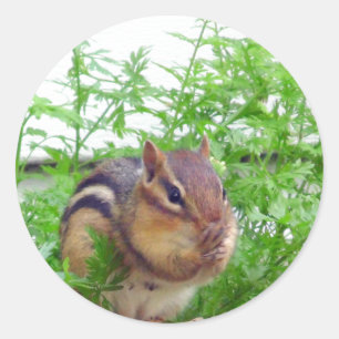 Etiqueta do Chipmunk