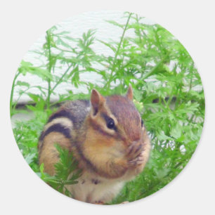 Etiqueta do Chipmunk