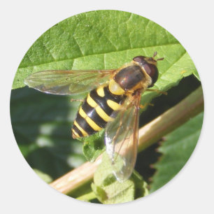 Etiqueta do ~ da mosca do pairo