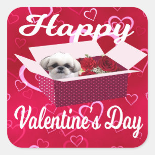 Etiqueta do dia dos namorados do tzu de Shih, cão