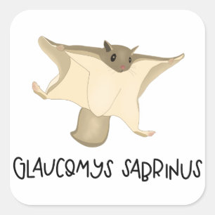 Etiqueta do esquilo de vôo