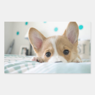 etiqueta do filhote de cachorro do corgi