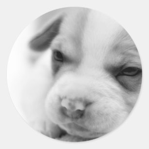 Etiqueta do filhote de cachorro do poço