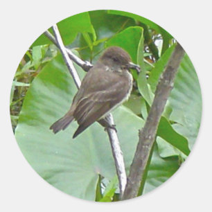 Etiqueta do Flycatcher de Phoebe