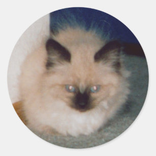 Etiqueta do gatinho