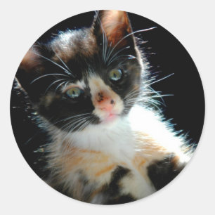 Etiqueta do gatinho da chita