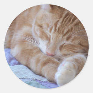 etiqueta do gato do sono