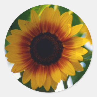 Etiqueta do girassol