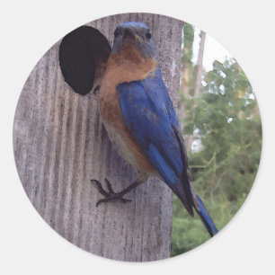 Etiqueta do homem do Bluebird
