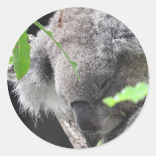 Etiqueta do Koala