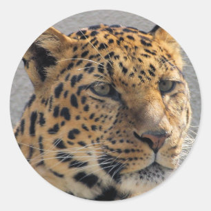 Etiqueta do leopardo